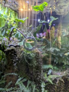 GardensByTheBay2025-280 image from Singapore's Gardens by the Bay - spring 2025