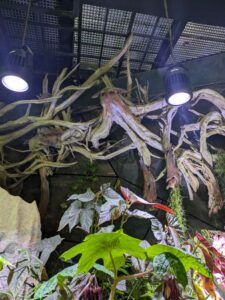 GardensByTheBay2025-282 image from Singapore's Gardens by the Bay - spring 2025