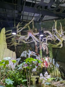 GardensByTheBay2025-283 image from Singapore's Gardens by the Bay - spring 2025