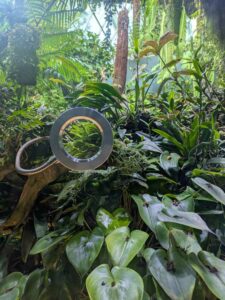 GardensByTheBay2025-288 image from Singapore's Gardens by the Bay - spring 2025