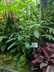 GardensByTheBay2025-292 image from Singapore's Gardens by the Bay - spring 2025