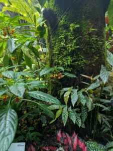 GardensByTheBay2025-293 image from Singapore's Gardens by the Bay - spring 2025