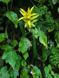 GardensByTheBay2025-294 image from Singapore's Gardens by the Bay - spring 2025