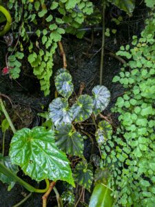 GardensByTheBay2025-295 image from Singapore's Gardens by the Bay - spring 2025