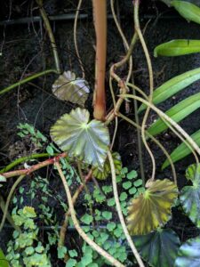 GardensByTheBay2025-296 image from Singapore's Gardens by the Bay - spring 2025