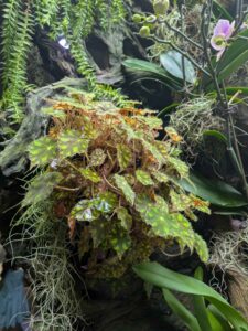 GardensByTheBay2025-297 image from Singapore's Gardens by the Bay - spring 2025