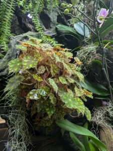 GardensByTheBay2025-298 image from Singapore's Gardens by the Bay - spring 2025