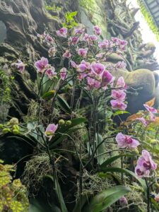 GardensByTheBay2025-299 image from Singapore's Gardens by the Bay - spring 2025