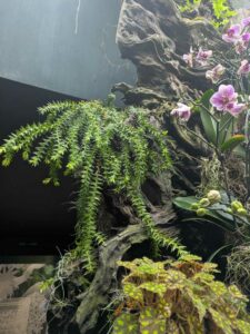 GardensByTheBay2025-300 image from Singapore's Gardens by the Bay - spring 2025