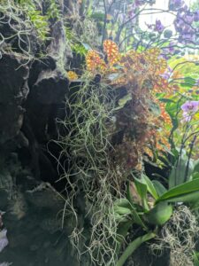 GardensByTheBay2025-301 image from Singapore's Gardens by the Bay - spring 2025