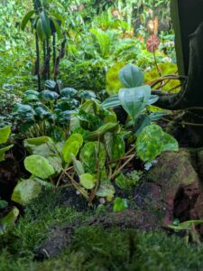 GardensByTheBay2025-303 image from Singapore's Gardens by the Bay - spring 2025