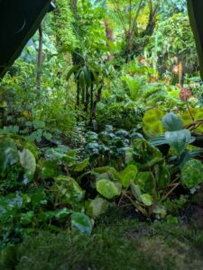 GardensByTheBay2025-304 image from Singapore's Gardens by the Bay - spring 2025