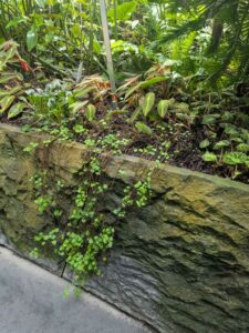 GardensByTheBay2025-305 image from Singapore's Gardens by the Bay - spring 2025