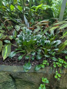 GardensByTheBay2025-306 image from Singapore's Gardens by the Bay - spring 2025