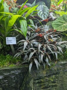 GardensByTheBay2025-307 image from Singapore's Gardens by the Bay - spring 2025