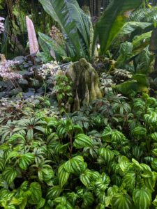 GardensByTheBay2025-308 image from Singapore's Gardens by the Bay - spring 2025