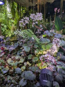 GardensByTheBay2025-309 image from Singapore's Gardens by the Bay - spring 2025