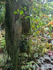 GardensByTheBay2025-315 image from Singapore's Gardens by the Bay - spring 2025