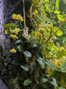 GardensByTheBay2025-316 image from Singapore's Gardens by the Bay - spring 2025