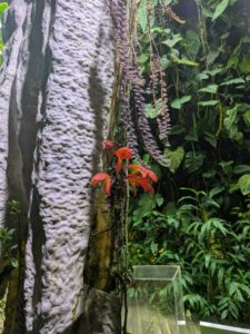 GardensByTheBay2025-319 image from Singapore's Gardens by the Bay - spring 2025