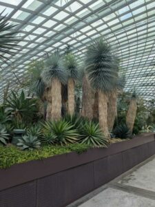 GardensByTheBay2025-32 image from Singapore's Gardens by the Bay - spring 2025