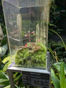 GardensByTheBay2025-323 image from Singapore's Gardens by the Bay - spring 2025