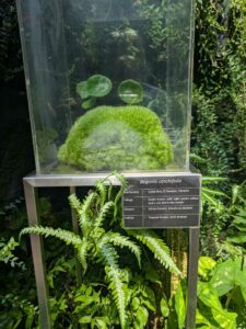 GardensByTheBay2025-324 image from Singapore's Gardens by the Bay - spring 2025