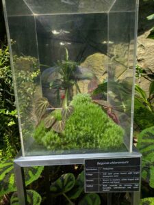 GardensByTheBay2025-325 image from Singapore's Gardens by the Bay - spring 2025