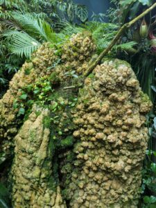 GardensByTheBay2025-326 image from Singapore's Gardens by the Bay - spring 2025