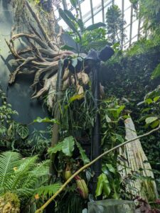 GardensByTheBay2025-327 image from Singapore's Gardens by the Bay - spring 2025