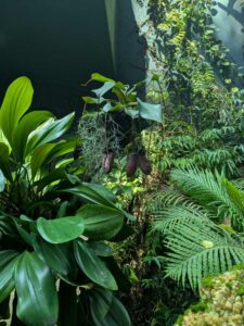 GardensByTheBay2025-329 image from Singapore's Gardens by the Bay - spring 2025