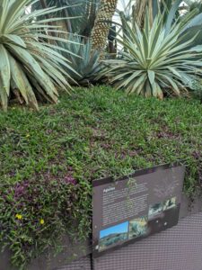 GardensByTheBay2025-33 image from Singapore's Gardens by the Bay - spring 2025