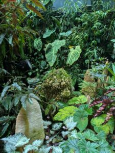 GardensByTheBay2025-330 image from Singapore's Gardens by the Bay - spring 2025