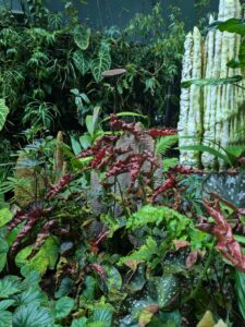 GardensByTheBay2025-331 image from Singapore's Gardens by the Bay - spring 2025