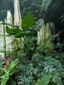 GardensByTheBay2025-332 image from Singapore's Gardens by the Bay - spring 2025