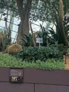 GardensByTheBay2025-35 image from Singapore's Gardens by the Bay - spring 2025