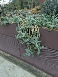 GardensByTheBay2025-36 image from Singapore's Gardens by the Bay - spring 2025