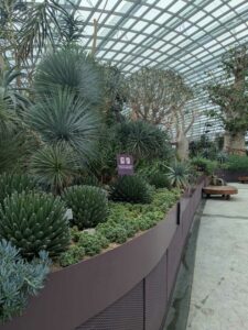 GardensByTheBay2025-39 image from Singapore's Gardens by the Bay - spring 2025