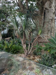 GardensByTheBay2025-52 image from Singapore's Gardens by the Bay - spring 2025