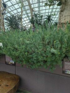 GardensByTheBay2025-53 image from Singapore's Gardens by the Bay - spring 2025