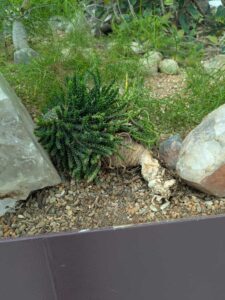 GardensByTheBay2025-54 image from Singapore's Gardens by the Bay - spring 2025