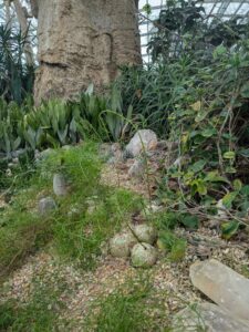 GardensByTheBay2025-57 image from Singapore's Gardens by the Bay - spring 2025