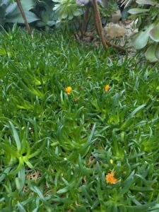 GardensByTheBay2025-60 image from Singapore's Gardens by the Bay - spring 2025