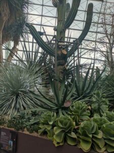 GardensByTheBay2025-62 image from Singapore's Gardens by the Bay - spring 2025