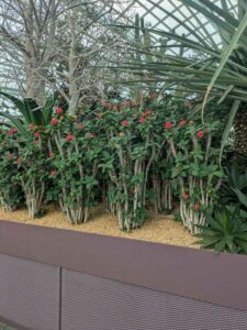 GardensByTheBay2025-65 image from Singapore's Gardens by the Bay - spring 2025