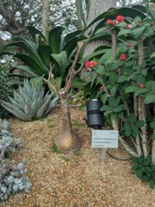 GardensByTheBay2025-66 image from Singapore's Gardens by the Bay - spring 2025