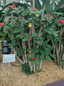 GardensByTheBay2025-67 image from Singapore's Gardens by the Bay - spring 2025