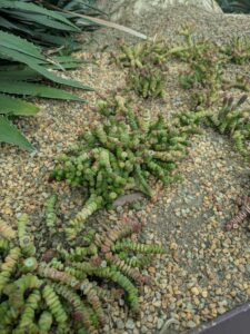 GardensByTheBay2025-68 image from Singapore's Gardens by the Bay - spring 2025