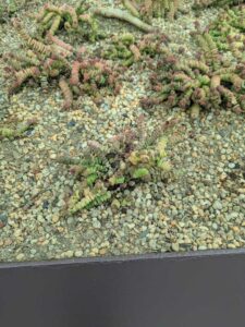 GardensByTheBay2025-69 image from Singapore's Gardens by the Bay - spring 2025