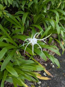 GardensByTheBay2025-7 image from Singapore's Gardens by the Bay - spring 2025